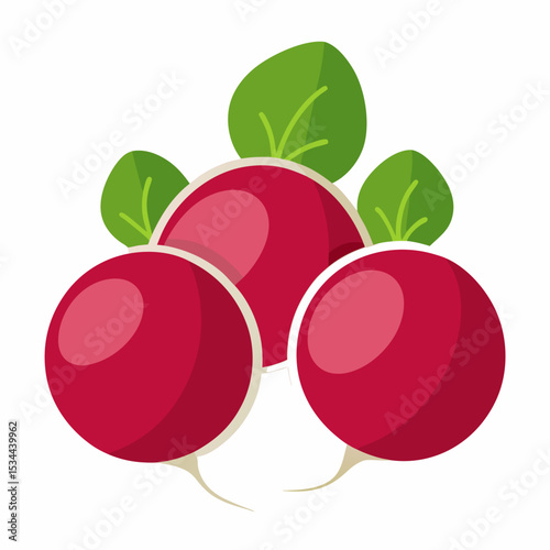 Minimal Radish Rounds Vector