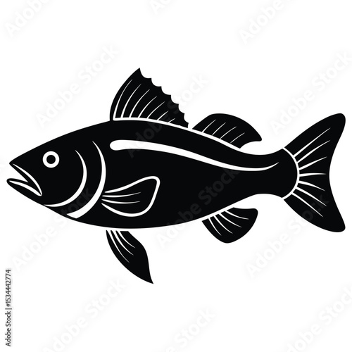 zander fish vector Illustrator 