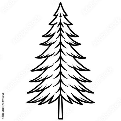 Realistic Line Sketch of a Fir Tree Needle Detail pine tree