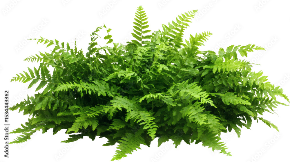 Fototapeta premium Fresh fern isolated on white background 