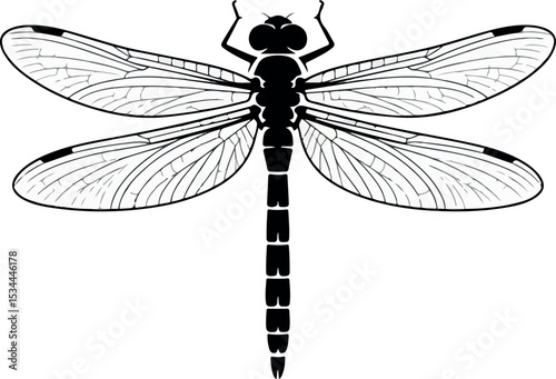 Dragonfly Vector Illustration - Black and White Insect Graphic.