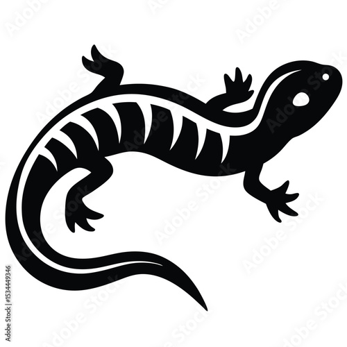 salamandet  Illustrator 