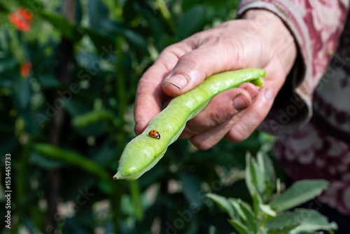 Close-up of a ladybug on top of the broad bean pod just picked by the farmer. Garden harvest and insects in spring. Traditional agriculture.