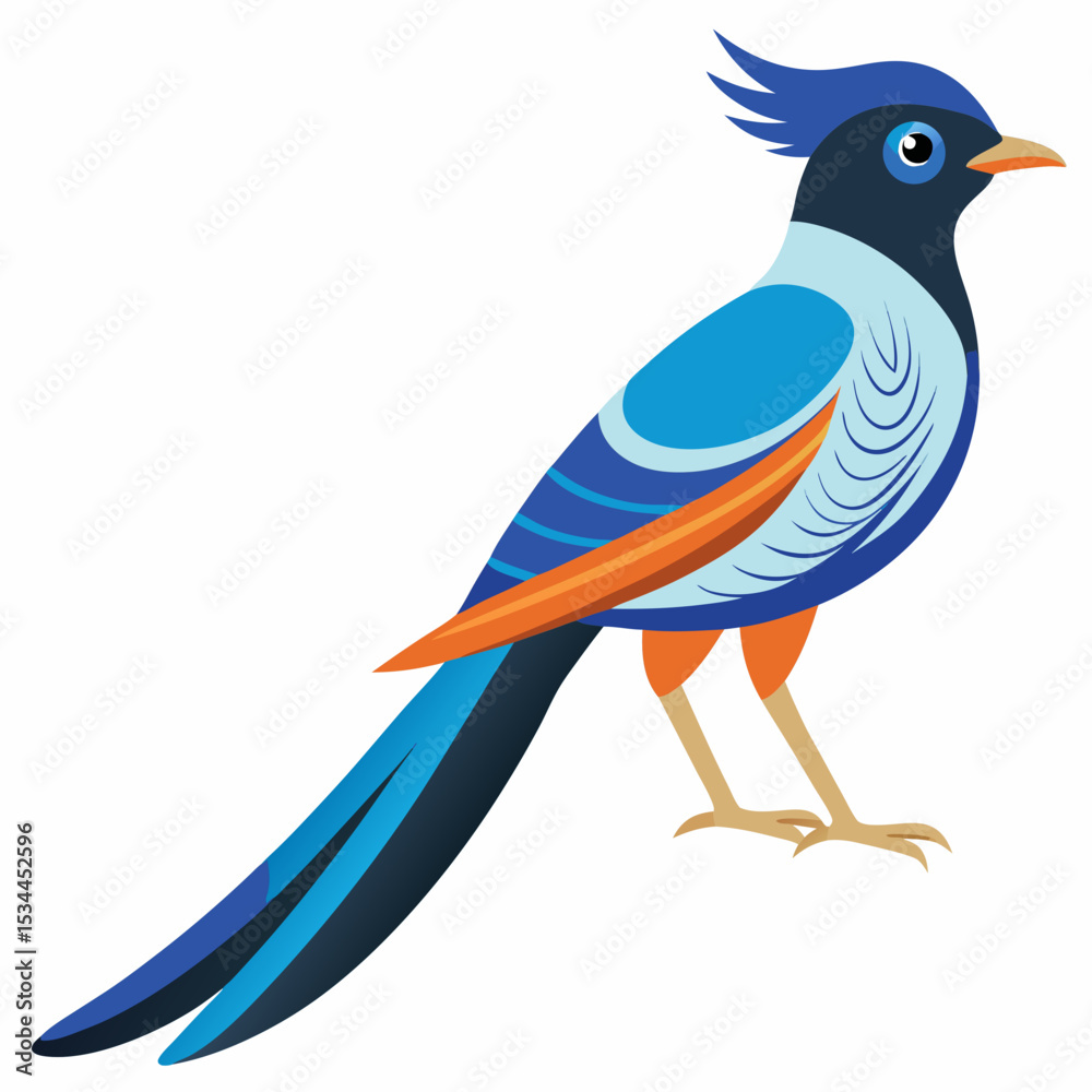 Fototapeta premium Elegant Paradise Flycatcher Vector