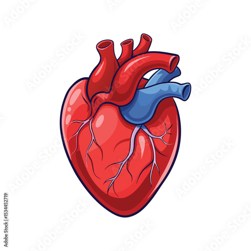 Realistic Human Heart Clipart Vector Illustration – Anatomical Organ Icon, Medical Science, Biology Graphic Art