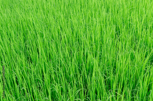 Top view of young green Thai rice seedlings in the field, fresh rice sprout growing in soil, organic farming and agriculture concept, natural rice paddy background for rural or eco content