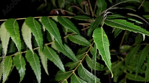 Wallpaper Mural Azadirachta indica branches of neem tree leaves at night with black background. natural medicine Torontodigital.ca