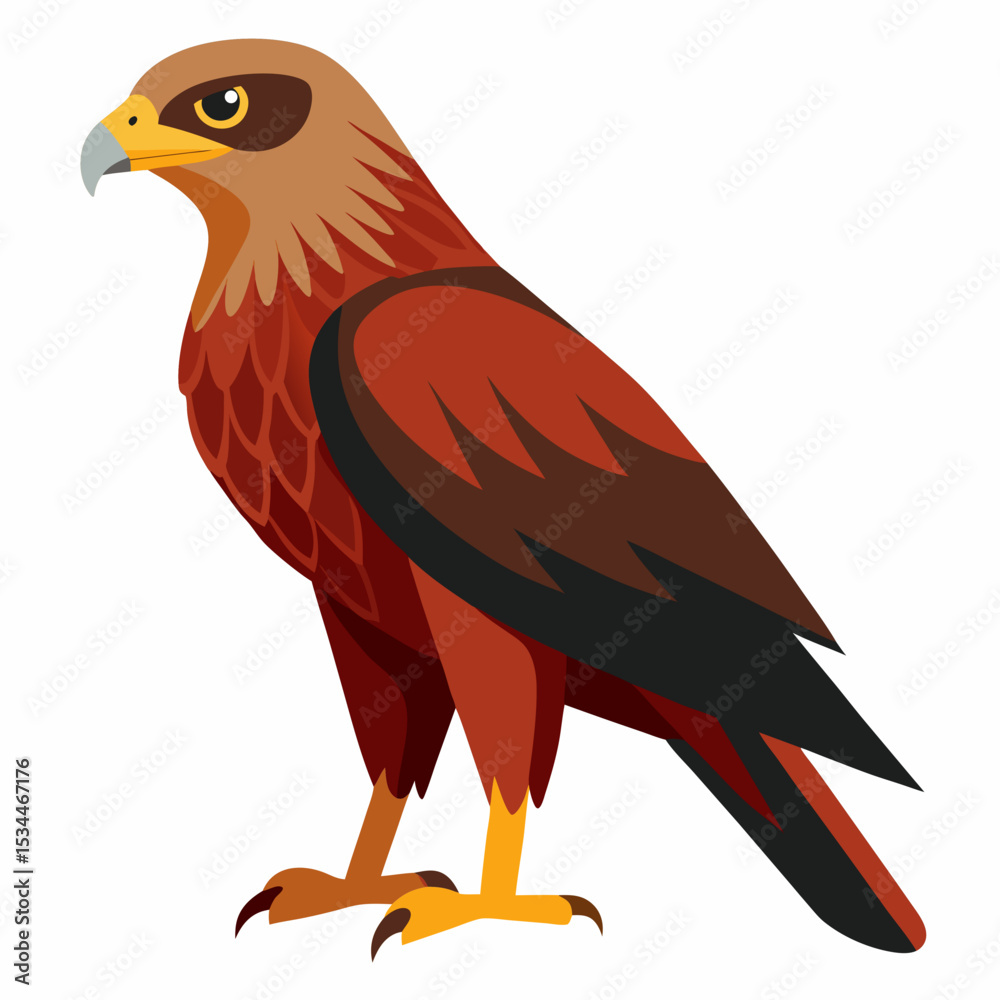 Fototapeta premium Simple Marsh Harrier Illustration
