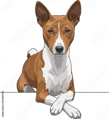Basenji Dog Breed Vector Illustration white color background