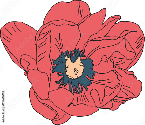 Poppy seed flower colorful vector illustration. Hand drawn sketch of blooming floral plant. Botanical art. Great for wedding decor, cards and invitations.