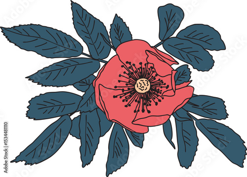 Rose hip flower colorful vector illustration. Hand drawn sketch of blooming floral plant. Botanical art. Great for wedding decor, cards and invitations.