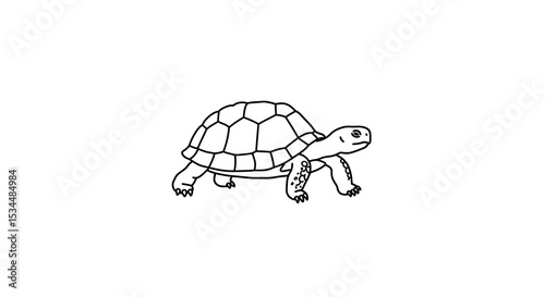 Black and white line drawing of tortoise with detailed shell and legs vector illustration