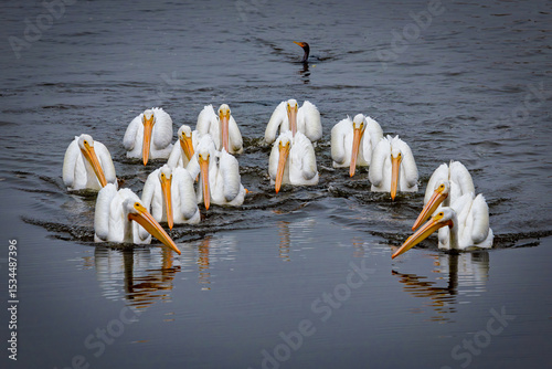 White Pelicans with Cormorant in Background