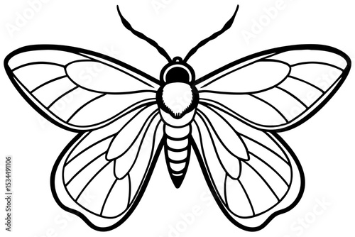 Opal Moth Line Drawing Illustration