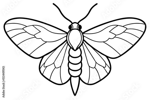 Opal Moth Line Drawing Illustration