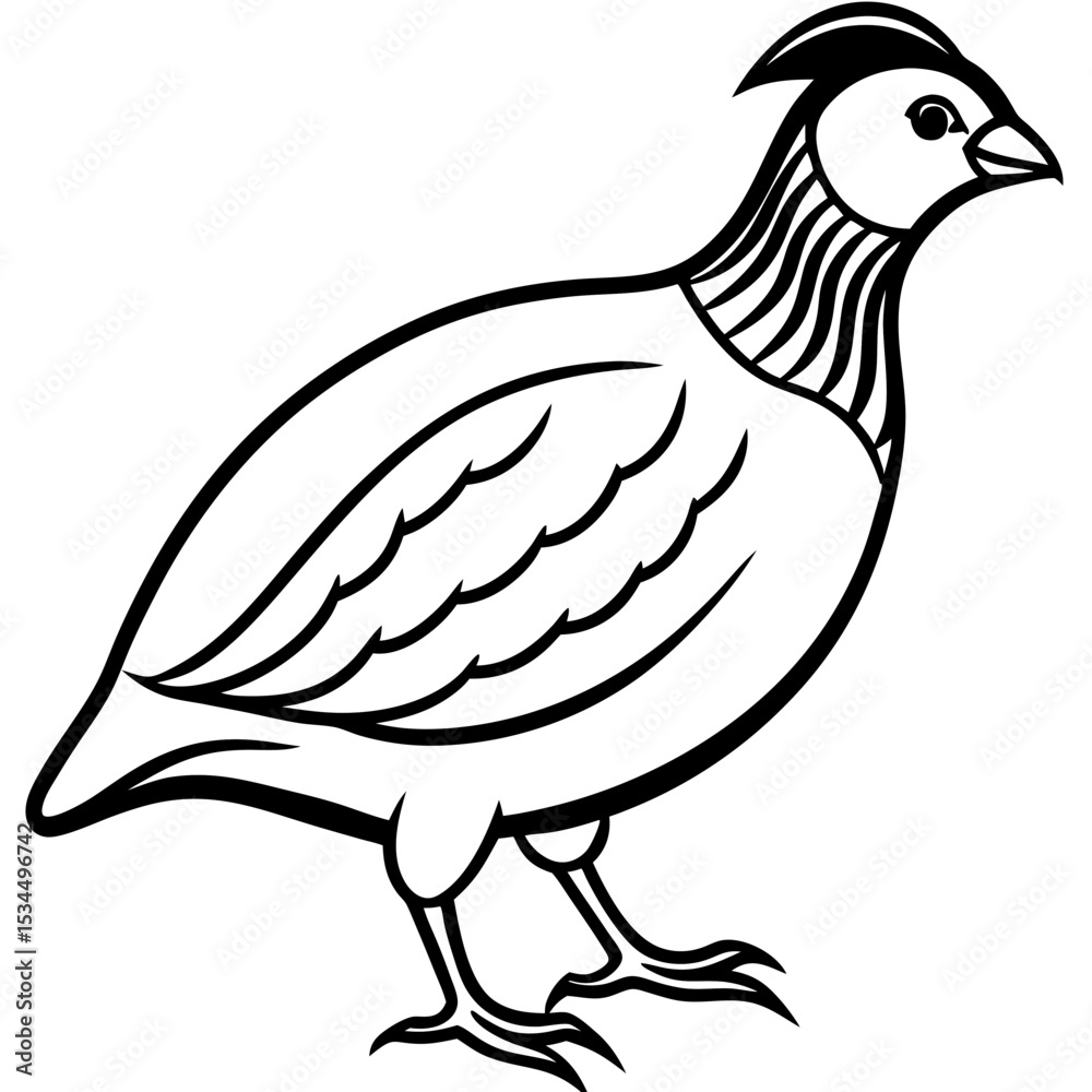 Obraz premium Minimalist Quail Vector Line Art