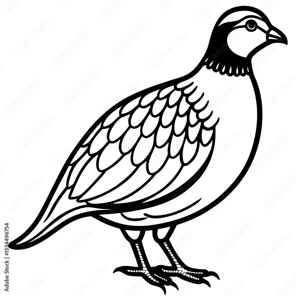 Fototapeta premium Minimalist Quail Vector Line Art