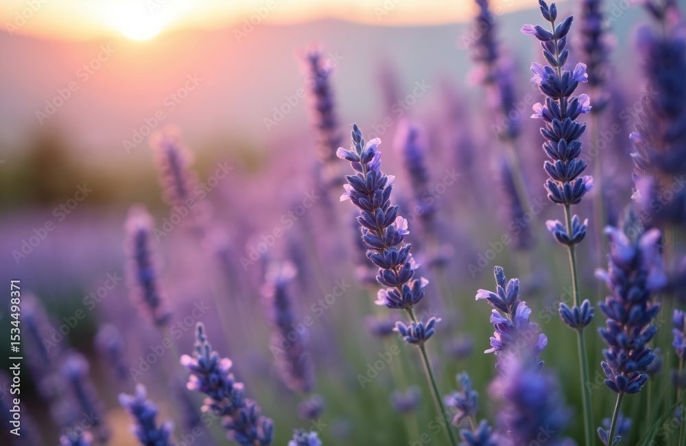 Fototapeta premium Close-up photo of perennial lavender plants. Purple flowers in full bloom. Focus on plants, blurry background. Nature scenery, fresh flowers, garden. Sunset sunlight.
