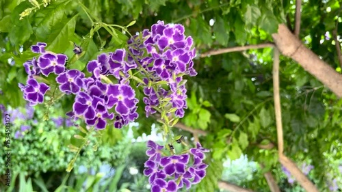 Duranta erecta also known as Sky flower,Pigeon berry or Golden dewdrop in the garden of Tenerife, Canary Islands,Spain,4K
