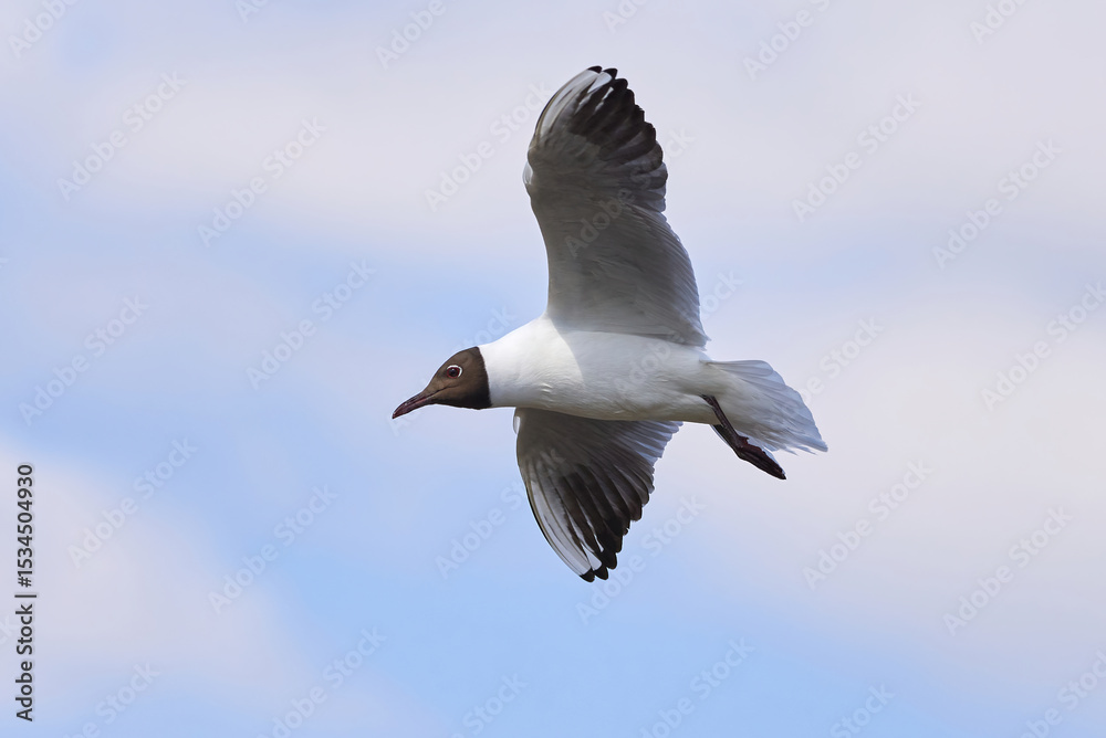 Black-headed gull in flight (Chroicocephalus ridibundus) Black-headed gull in flight (Chroicocephalus ridibundus)