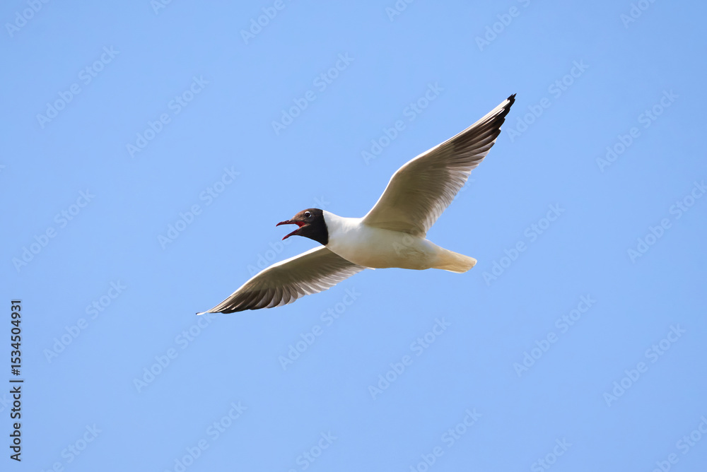 Fototapeta premium Black-headed gull in flight (Chroicocephalus ridibundus)