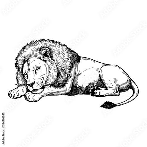 Magnificent Sleeping Lying Lion Resting Peacefully Black and White Outline Line Art Drawing