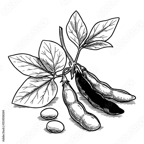 Detailed Soybean Plant with Leaves and Pods Black and White Outline Line Art Drawing Isolated Vector Illustration