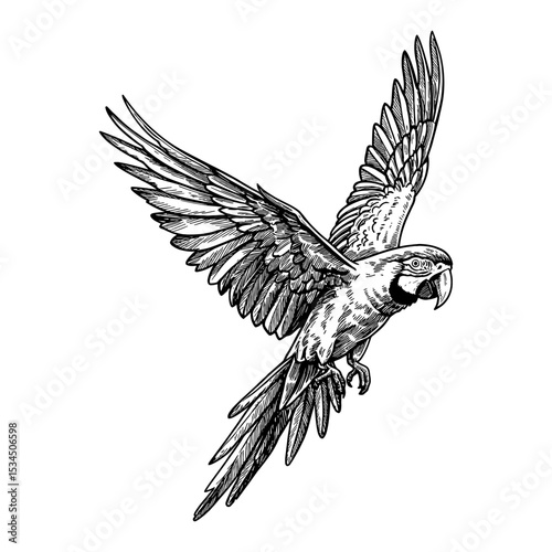 Flying Macaw Parrot in Dynamic Motion Black and White Outline Line Art Drawing Engraved Style Isolated Animal