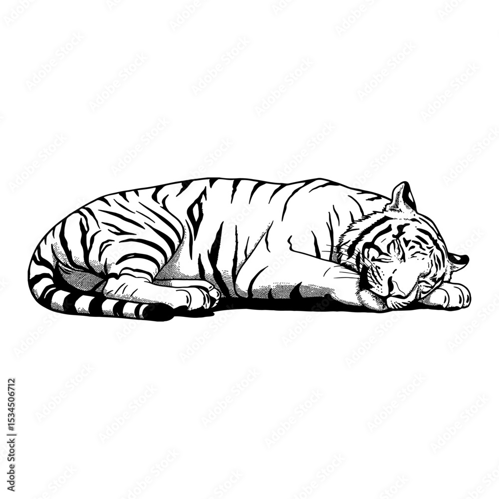 Fototapeta premium Sleeping Lying Tiger Black and White Outline Line Art Drawing Animal Wildlife Illustration Design