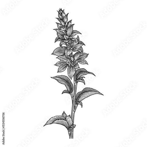 Detailed Salvia Flower Plant Botanical Black and White Outline Line Art Drawing Isolated Vintage Style