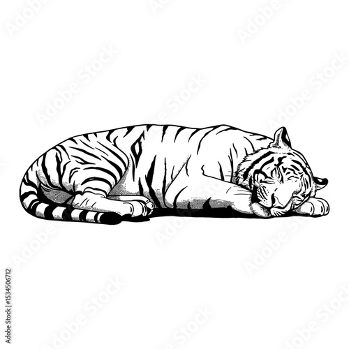 Sleeping Lying Tiger Black and White Outline Line Art Drawing Animal Wildlife Illustration Design