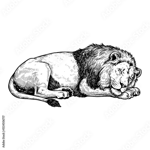 A Majestic Sleeping Lying Lion Black and White Outline Line Art Drawing Engraving Sketch Style Isolated Object