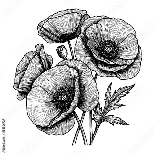 Vintage Style Poppy Flowers Bouquet Detailed Black and White Outline Line Art Drawing for Design
