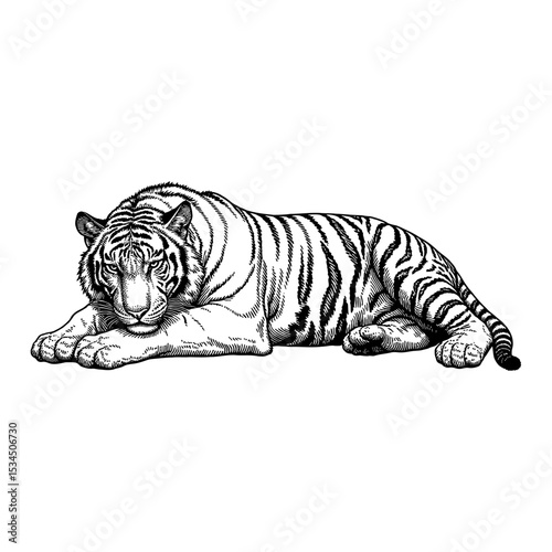 Detailed Black and White Outline Line Art Drawing of a Majestic Tiger Sleeping Lying Down