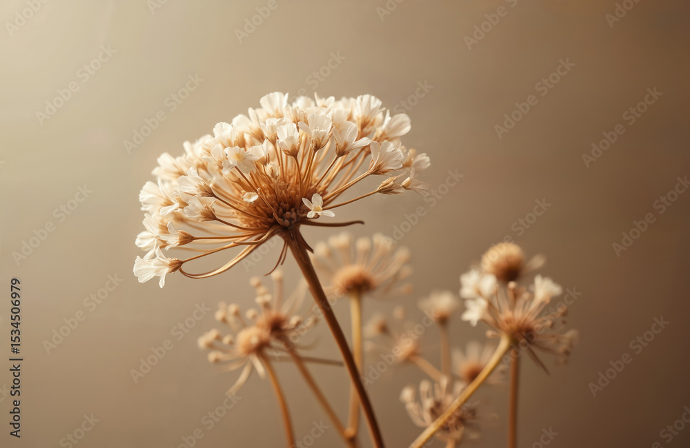Close-up of delicate Gypsophila flowers against soft beige background. Nature blur, soft focus, neutral colours. Fluffy, airy flowers, neutral beige tones. Perfect for wedding design, greeting cards. Close-up of delicate Gypsophila flowers against soft beige background. Nature blur, soft focus, neutral colours. Fluffy, airy flowers, neutral beige tones. Perfect for wedding design, greeting cards.