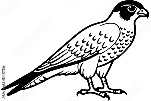 Falcon vector illustration line art and white background