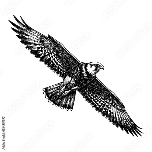 Majestic Falcon Soaring Through Sky with Wings Spread Black and White Outline Line Art Drawing