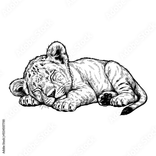 Adorable Sleeping Lying Lion Cub Animal Illustration Black and White Outline Line Art Drawing Engraved Style Isolated