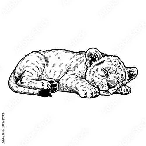 Sleeping Lying Lion Cub Animal Black and White Outline Line Art Drawing Engraving Style Illustration