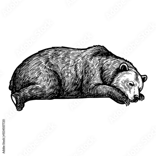 Peacefully Sleeping Lying Bear Black and White Outline Line Art Drawing Animal Illustration
