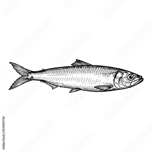 South American Pilchard Sardinops Sagax Side View Black and White Outline Line Art Drawing