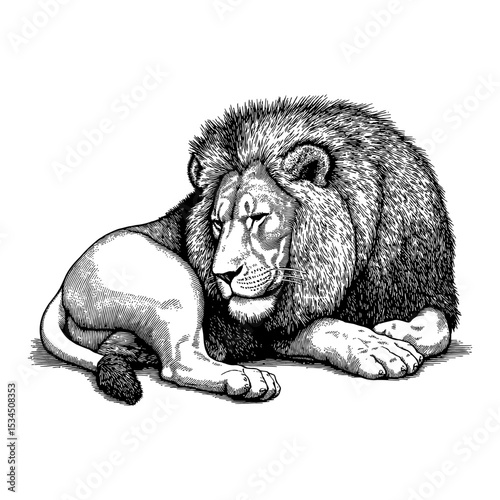 Sleeping Lying Lion Black and White Outline Line Art Drawing detailed Engraving Vintage Style Animal Illustration