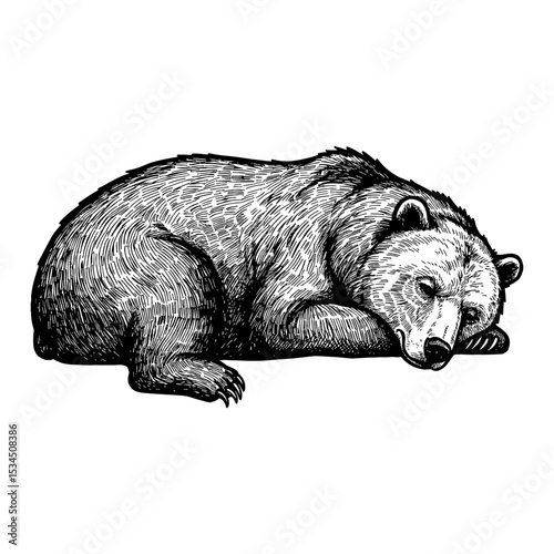 Peaceful Sleeping Lying Bear Animal Resting Isolated Black and White Outline Line Art Drawing Vintage Engraving Style