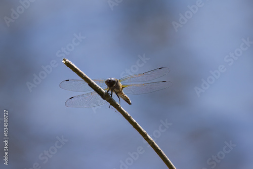 light blue dragonflyon a twig, dragonfly bluebackground, wings of a dragonfly, Libellula depressa, broad-bodied chaser
