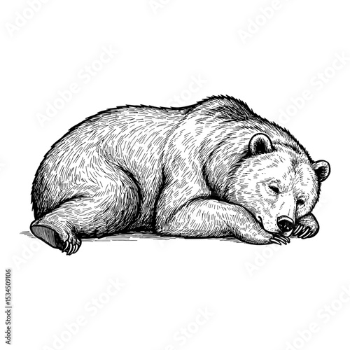 Black and White Outline Line Art Drawing Sleeping Lying Bear Detailed Vintage Engraving Style Isolated Animal Illustration