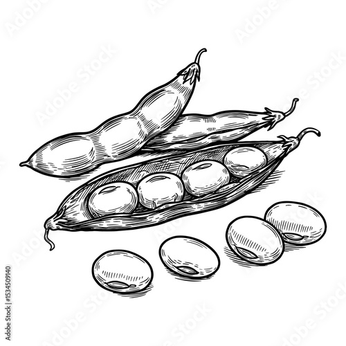 Soybean Pods and Loose Beans Black and White Outline Line Art Drawing Engraved Style Isolated Object