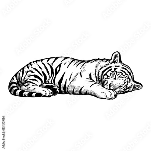Peaceful Sleeping Lying Tiger Cub Resting Black and White Outline Line Art Drawing Illustration Isolated Object