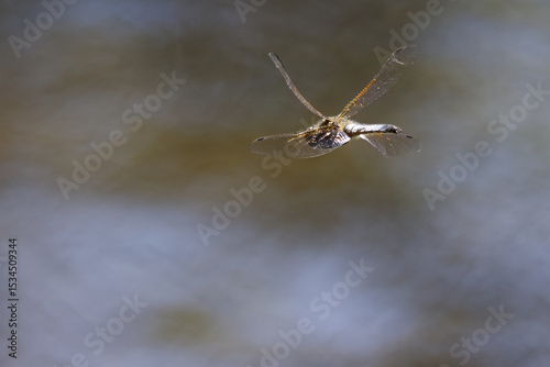 light blue dragonfly in flight, dragonfly in the air with brown background, wings of a dragonfly, Libellula depressa, broad-bodied chaser