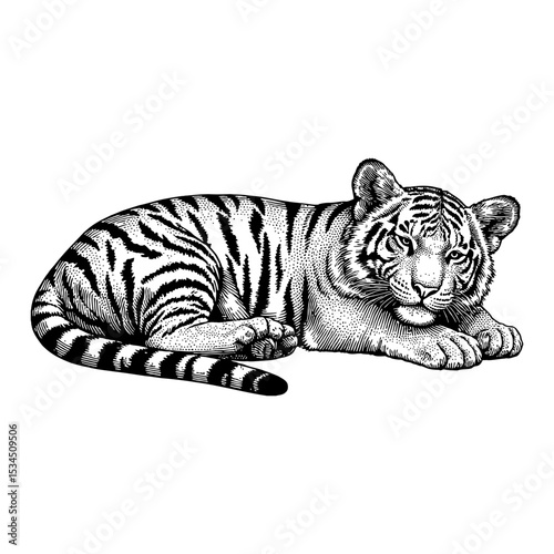 Black and White Outline Line Art Drawing of a Sleeping Lying Tiger Cub Resting Calmly in Vintage Engraved Style
