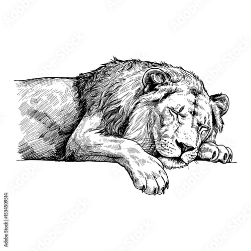 Sleeping Lying Lion Detailed Black and White Outline Line Art Drawing Engraving Isolated
